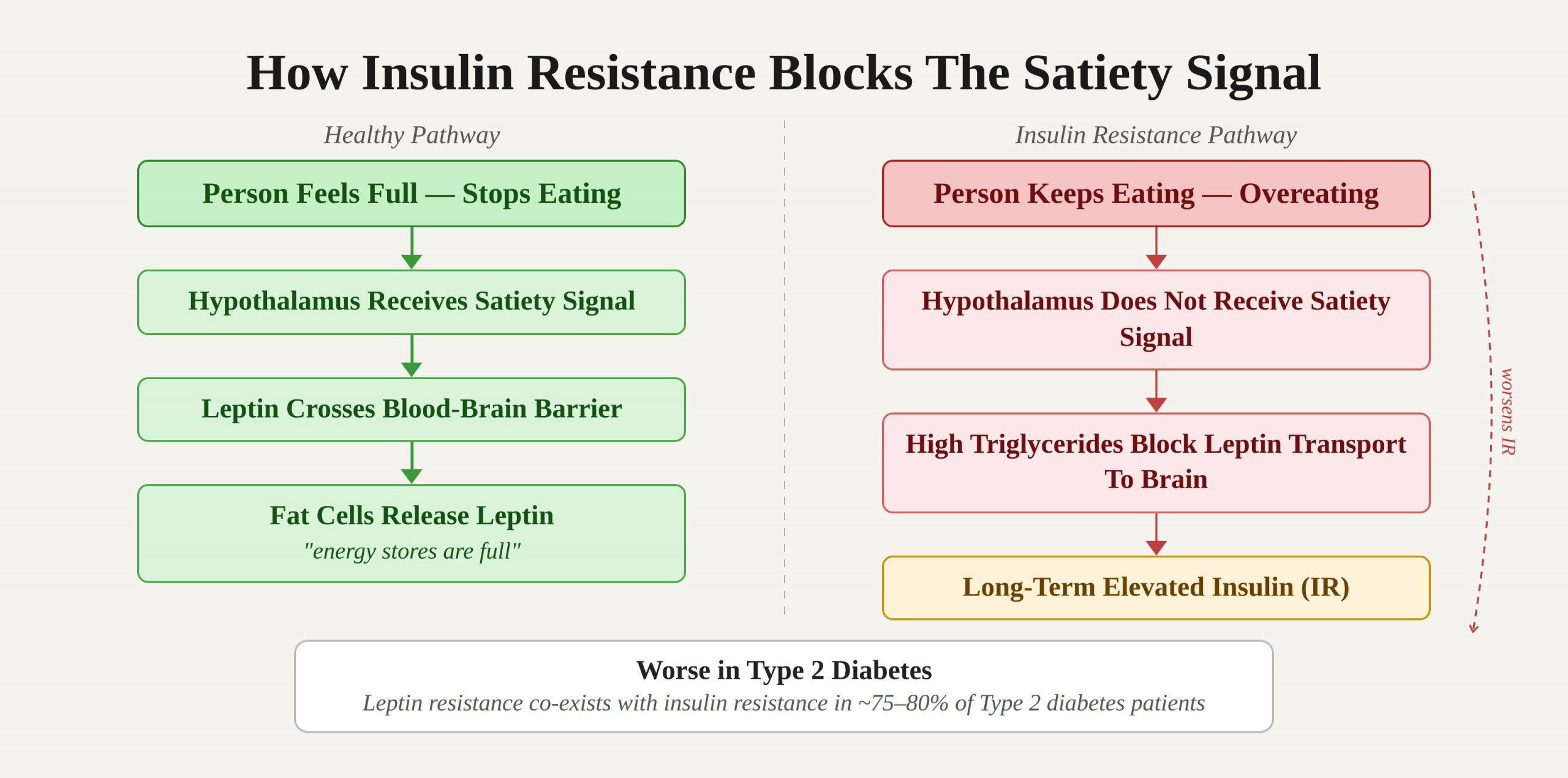 How Insulin Resistance Blocks The Satiety Signal