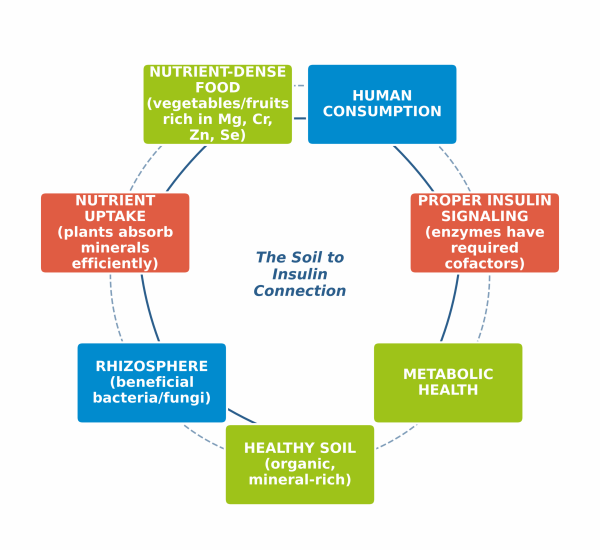 FINAL soil_to_insulin_counterclockwise (2)