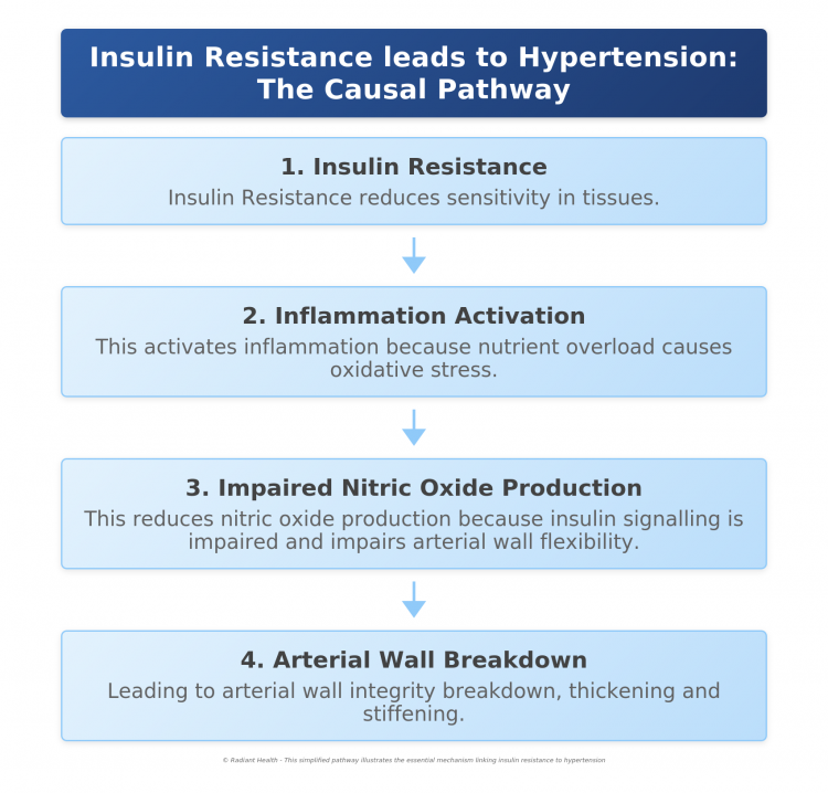 insulin-resistance-hypertension-simplified